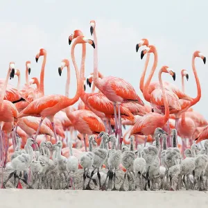 Caribbean Flamingo (Phoenicopterus ruber) chick creche in front of attentive adult flamingo group, breeding colony, Ria Lagartos Biosphere Reserve, Yucatan Peninsula, Mexico, June Caribbean Flamingo (Phoenicopterus ruber) chick creche in front of attentive adult flamingo group, breeding colony, Ria Lagartos Biosphere Reserve, Yucatan Peninsula, Mexico, June