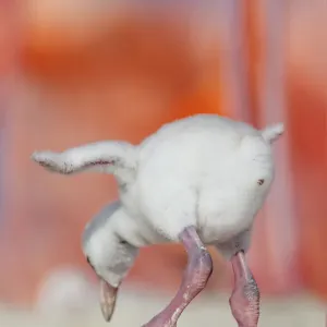 Caribbean flamingo (Phoenicopterus ruber) chick exercsing wing, standing in nest, Ria Lagartos Biosphere Reserve, Yucatan Peninsula, Mexico, June Caribbean flamingo (Phoenicopterus ruber) chick exercsing wing, standing in nest, Ria Lagartos Biosphere Reserve, Yucatan Peninsula, Mexico, June
