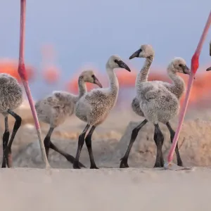 Il gruppo di pulcini di Flamingo delle Caraibi (Phoenicopterus ruber) che cammina intorno alla colonia riproduttiva. Il gruppo di pulcini di Flamingo delle Caraibi (Phoenicopterus ruber) che cammina intorno alla colonia riproduttiva.