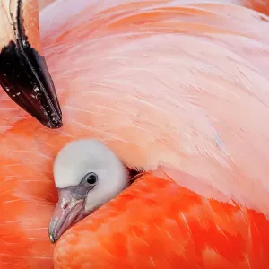 Caribbean flamingo (Phoenicopterus ruber) chick having his first sight under the wing of protective parent, breeding colony, Ria Lagartos Biosphere Reserve, Yucatan Peninsula, Mexico, June Caribbean flamingo (Phoenicopterus ruber) chick having his first sight under the wing of protective parent, breeding colony, Ria Lagartos Biosphere Reserve, Yucatan Peninsula, Mexico, June