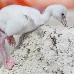 Caribbean flamingo (Phoenicopterus ruber) chick returning to nest after exploring around the nest in the breeding colony, Ria Lagartos Biosphere Reserve, Yucatan Peninsula, Mexico, June Caribbean flamingo (Phoenicopterus ruber) chick returning to nest after exploring around the nest in the breeding colony, Ria Lagartos Biosphere Reserve, Yucatan Peninsula, Mexico, June