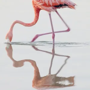 Caribbean flamingo (Phoenicopterus ruber) feeding, Ria Lagartos Biosphere Reserve Caribbean flamingo (Phoenicopterus ruber) feeding, Ria Lagartos Biosphere Reserve