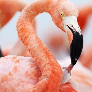 Caribbean Flamingo (Phoenicopterus ruber) feeding three day old chick at breeding colony Caribbean Flamingo (Phoenicopterus ruber) feeding three day old chick at breeding colony