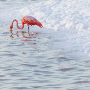 Caribbean flamingo (Phoenicopterus ruber) feeding in waves, Ria Lagartos Biosphere Reserve, Yucatan Peninsula, Mexico, August. Bookplate Caribbean flamingo (Phoenicopterus ruber) feeding in waves, Ria Lagartos Biosphere Reserve, Yucatan Peninsula, Mexico, August. Bookplate