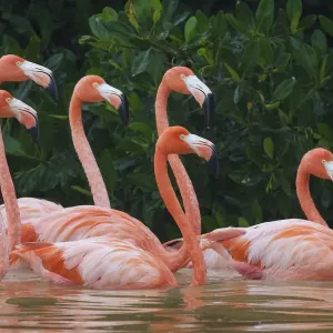 Caribbean flamingo (Phoenicopterus ruber) flock, Ria Celestun Biosphere Reserve, Yucatan Peninsula, Mexico, January Caribbean flamingo (Phoenicopterus ruber) flock, Ria Celestun Biosphere Reserve, Yucatan Peninsula, Mexico, January