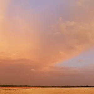 Caribbean flamingo (Phoenicopterus ruber) flock in distance at dusk, Ria Celestun Biosphere Reserve, Yucatan Peninsula, Mexico, August Caribbean flamingo (Phoenicopterus ruber) flock in distance at dusk, Ria Celestun Biosphere Reserve, Yucatan Peninsula, Mexico, August