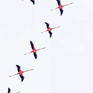 Le flamant rose des Caraïbes (Phoenicopterus ruber) en groupe volant en formation, réserve de biosphère Ria Celestun, péninsule du Yucatán, Mexique, janvier. Ex-libris. Le flamant rose des Caraïbes (Phoenicopterus ruber) en groupe volant en formation, réserve de biosphère Ria Celestun, péninsule du Yucatán, Mexique, janvier. Ex-libris.