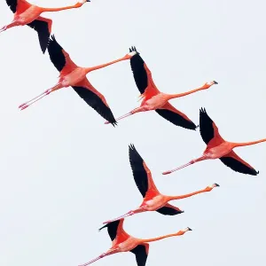 Caribbean flamingo (Phoenicopterus ruber) flying, Ria Celestun Biosphere Reserve, Yucatan Peninsula, Mexico, January Caribbean flamingo (Phoenicopterus ruber) flying, Ria Celestun Biosphere Reserve, Yucatan Peninsula, Mexico, January