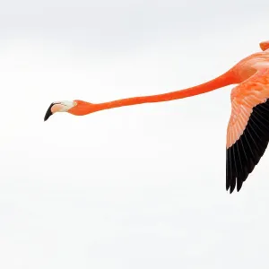Caribbean flamingo (Phoenicopterus ruber) flying, Ria Celestun Biosphere Reserve, Yucatan Peninsula, Mexico, January. Bookplate Caribbean flamingo (Phoenicopterus ruber) flying, Ria Celestun Biosphere Reserve, Yucatan Peninsula, Mexico, January. Bookplate