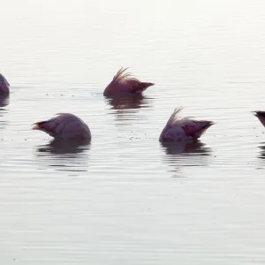 Caribbean flamingo (Phoenicopterus ruber) group feeding in deep water, head and neck underwater, Ria Lagartos Biosphere Reserve, Yucatan Peninsula, Mexico, August Caribbean flamingo (Phoenicopterus ruber) group feeding in deep water, head and neck underwater, Ria Lagartos Biosphere Reserve, Yucatan Peninsula, Mexico, August