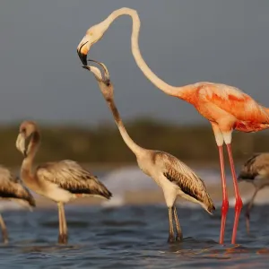 Caribbean flamingo (Phoenicopterus ruber) juvenile begging, Ria Lagartos Biosphere Reserve Caribbean flamingo (Phoenicopterus ruber) juvenile begging, Ria Lagartos Biosphere Reserve