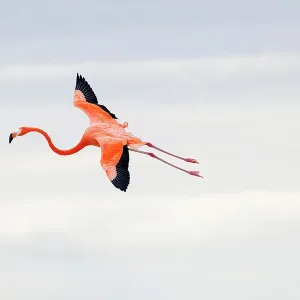 Caribbean Flamingo Print, Ria Celestun Landing Caribbean Flamingo Print, Ria Celestun Landing