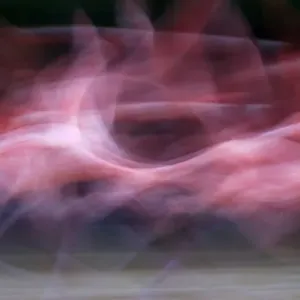 Caribbean Flamingo Print: Roosting Flight Departure Caribbean Flamingo Print: Roosting Flight Departure