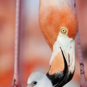 Flamingo delle Caraibi (Phoenicopterus ruber) che si pettina un pulcino nella colonia di riproduzione. Flamingo delle Caraibi (Phoenicopterus ruber) che si pettina un pulcino nella colonia di riproduzione.