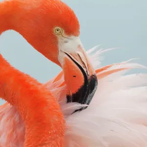 Caribbean Flamingo (Phoenicopterus ruber) sitting in the breeding colony, brooding and preening, Ria Lagartos Biosphere Reserve, Yucatan Peninsula, Mexico, June Caribbean Flamingo (Phoenicopterus ruber) sitting in the breeding colony, brooding and preening, Ria Lagartos Biosphere Reserve, Yucatan Peninsula, Mexico, June