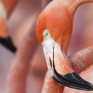 Caribbean Flamingo (Phoenicopterus ruber) sleeping in the breeding colony, brooding egg Caribbean Flamingo (Phoenicopterus ruber) sleeping in the breeding colony, brooding egg