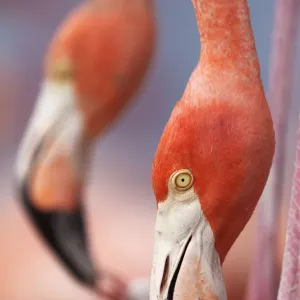 Caribbean Flamingo (Phoenicopterus ruber) tending to newborn chick while another Caribbean Flamingo (Phoenicopterus ruber) tending to newborn chick while another