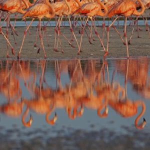 Caribbean flamingos (Phoenicopterus ruber) walking, reflection in pond