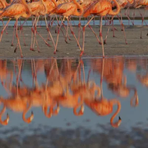 Caribbean flamingos (Phoenicopterus ruber) walking, reflection in pond