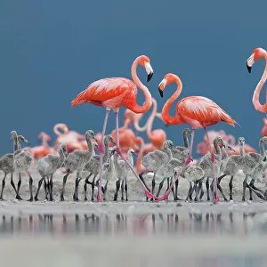 Caribbean flamingos (Phoenicopterus ruber) adults and chicks in breeding colony, Ria Lagartos Biosphere Reserve, Yucatan Peninsula, Mexico, June