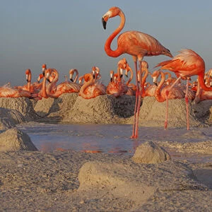 Caribbean flamingos (Phoenicopterus ruber) breeding colony