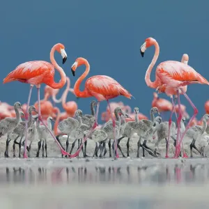 Caribbean flamingos (Phoenicopterus ruber) adults and chicks in breeding colony, Ria Lagartos Biosphere Reserve, Yucatan Peninsula, Mexico, June Caribbean flamingos (Phoenicopterus ruber) adults and chicks in breeding colony, Ria Lagartos Biosphere Reserve, Yucatan Peninsula, Mexico, June