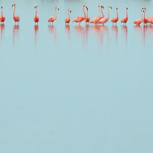 Caribbean flamingos (Phoenicopterus ruber) line of adults standing in water, Ria Lagartos Biosphere Reserve, Yucatan Peninsula, Mexico, May. Bookplate Caribbean flamingos (Phoenicopterus ruber) line of adults standing in water, Ria Lagartos Biosphere Reserve, Yucatan Peninsula, Mexico, May. Bookplate