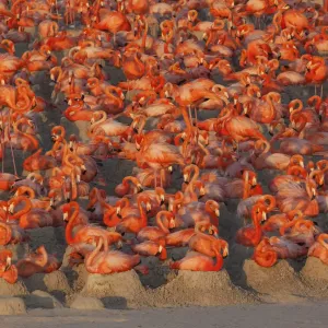 Caribbean flamingos (Phoenicopterus ruber) sitting on nests in breeding colony Caribbean flamingos (Phoenicopterus ruber) sitting on nests in breeding colony