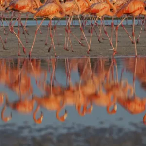 Caribbean flamingos (Phoenicopterus ruber) walking, reflection in pond Caribbean flamingos (Phoenicopterus ruber) walking, reflection in pond