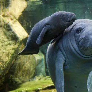 Caribbean manatee or West Indian manatee (Trichechus manatus) mother with baby, age two days