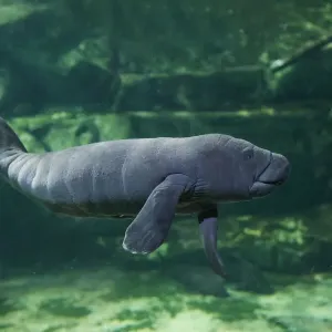 Caribbean manatee or West Indian manatee baby, age two days, (Trichechus manatus) captive Caribbean manatee or West Indian manatee baby, age two days, (Trichechus manatus) captive