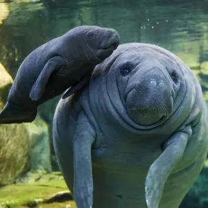 Caribbean Manatee Mother and Baby Print Caribbean Manatee Mother and Baby Print