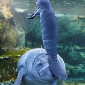 Caribbean Manatee Mother with Baby Print Caribbean Manatee Mother with Baby Print