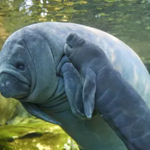 Caribbean Manatee Mother with Baby Print Caribbean Manatee Mother with Baby Print