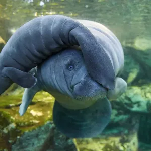 Caribbean Manatee Mother and Baby Print Caribbean Manatee Mother and Baby Print