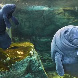 Caribbean Manatee Mother and Baby Print Caribbean Manatee Mother and Baby Print