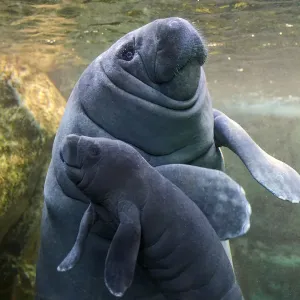 Caribbean manatee or West Indian manatee (Trichechus manatus) mother with baby, age two days Caribbean manatee or West Indian manatee (Trichechus manatus) mother with baby, age two days