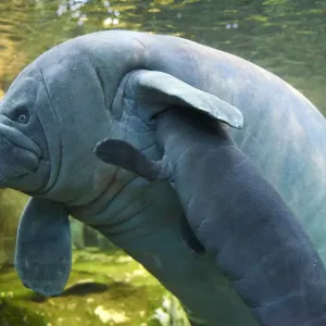 Caribbean manatee or West Indian manatee (Trichechus manatus) mother nursing baby