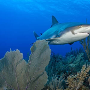 Caribbean reef shark (Carcharhinus perezi) swimming over Common sea fans (Gorgonia