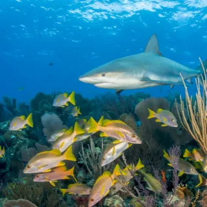 Caribbean reef shark (Carcharhinus perezi) patrolling coral reef with Schoolmaster snapper