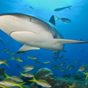 Caribbean reef shark (Carcharhinus perezi) bursts through the middle of a school Caribbean reef shark (Carcharhinus perezi) bursts through the middle of a school