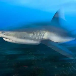 Caribbean reef shark (Carcharhinus perezi) cruises over a coral reef. Near Grand Bahama, Bahamas Caribbean reef shark (Carcharhinus perezi) cruises over a coral reef. Near Grand Bahama, Bahamas