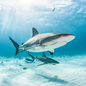 Two Caribbean reef shark (Carcharhinus perezi) one with a fishing hook and line Two Caribbean reef shark (Carcharhinus perezi) one with a fishing hook and line