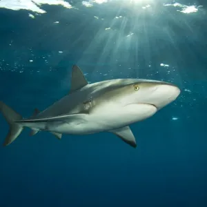 Caribbean reef shark (Carcharhinus perezi) at the surface at dusk. Grand Bahama, Bahamas Caribbean reef shark (Carcharhinus perezi) at the surface at dusk. Grand Bahama, Bahamas
