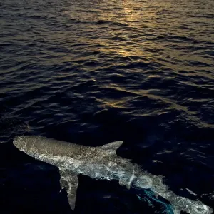 Caribbean reef shark (Carcharhinus perezi) at the surface at sunset. Grand Bahama Caribbean reef shark (Carcharhinus perezi) at the surface at sunset. Grand Bahama