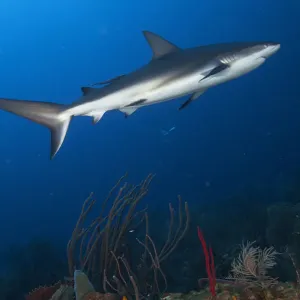 Caribbean reef shark (Carcharhinus perezi) swimming through coral reef. Roatan Island, Honduras. Caribbean Sea