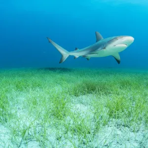 Caribbean reef shark (Carcharhinus perezi) swimming over Manatee grass (Syringodium filiforme) Caribbean reef shark (Carcharhinus perezi) swimming over Manatee grass (Syringodium filiforme)