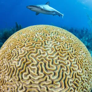 A Caribbean reef shark (Carcharhinus perezi) swims over a Grooved brain coral A Caribbean reef shark (Carcharhinus perezi) swims over a Grooved brain coral