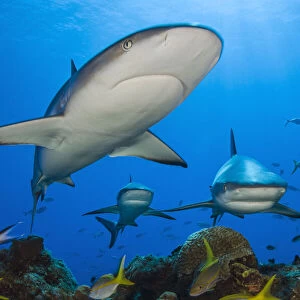 Caribbean reef sharks (Carcharhinus perezi) swimming through the middle of a school of