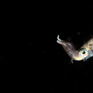 Caribbean reef squid (Sepioteuthis sepioidea) swimming in open water at night, Guadeloupe Island